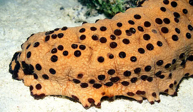 Eine orange Seegurke mit schwarzen Punkten auf dem Meeresboden. Beispielbild für den Text über Seegurken.