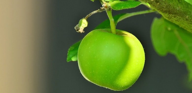 Ein Apfel. Symbolbild für den Text, woher der Sprichwort "Alles Gute kommt von oben" kommt.