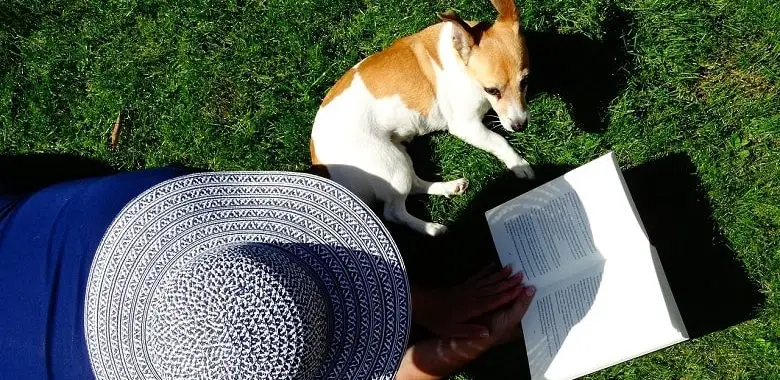 Eine Person mit Hut liegt auf der Wiese und liest ein Buch. Neben der Person liegt ein Hund. Das Motiv ist von oben, aus der Vogelperspektive fotografiert. Symbolbild für die Lesetipps Juni 2017.
