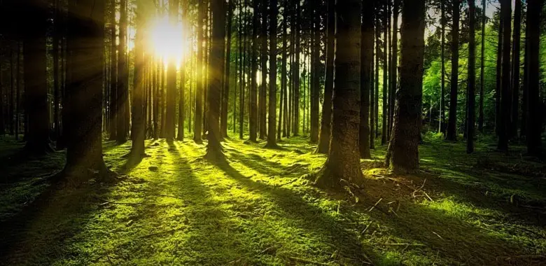 Bäume in einem grünen Wald, durch die Sonnenstrahlen dringen. Beispielbield für den Happy Place "Wald" für die Blogparade Happy Places.