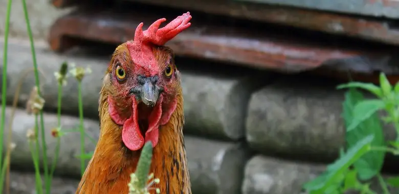 Ein Huhn in Nahaufnahme. Symbolbild für Hühnerwissen, also Fakten über das Huhn.
