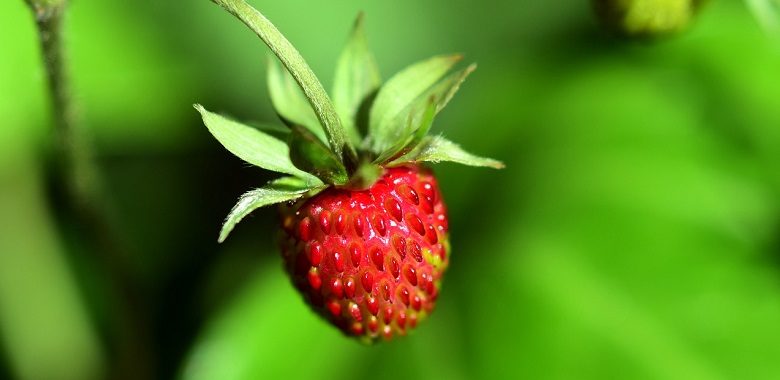 Eine Bild einer roten Walderderdbeere. Beispielbild für die Frage, warum Gartenerdbeeren deutlich größer als Walderdbeeren sind.