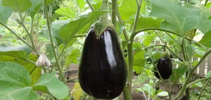 Eine gut gewachsene Auberginen-Frucht an der Auberginen-Pflanze. Sie ist dunkelviolett und ca. 15 -20 cm lang. Beispielbild für den Text, der erklärt, was eine Aubergine ist.