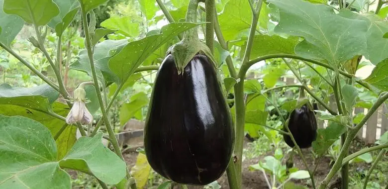 Eine gut gewachsene Auberginen-Frucht an der Auberginen-Pflanze. Sie ist dunkelviolett und ca. 15 -20 cm lang. Beispielbild für den Text, der erklärt, was eine Aubergine ist.