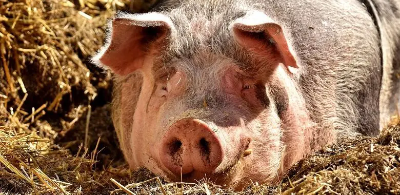 Ein Schwein liegt in Matsch und Stroh. Symbolbild für die Erklärung von Herkunft und Bedeutung der Redensart Perlen vor die Säue werfen.