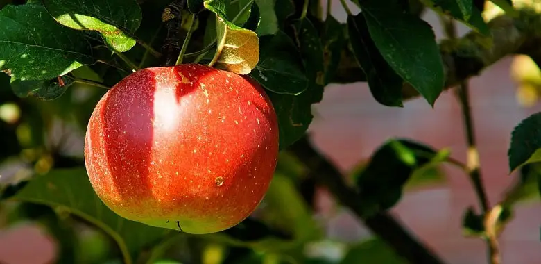 Ein roter Apfel an einem Baum. Symbolbild für das Sprichwort "An apple a day keeps the doctor away" und dessen Herkunft und Erklärung.