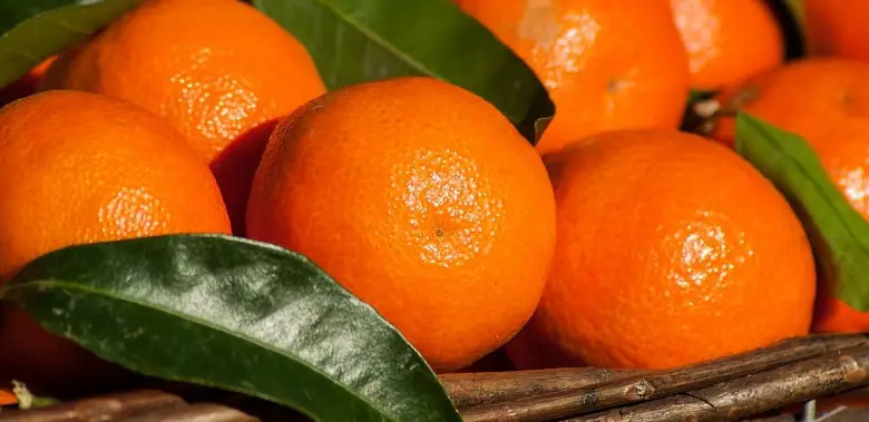 Mehrere Mandarinen zwischen Mandarinenblättern. Symbolbild für die 10 interessantesten Fakten über die Mandarine.