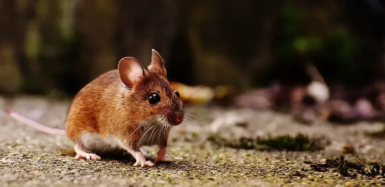 Eine kleine Maus läuft über den Fußboden. Symbolbild für die 10 interessantesten Fakten über Mäuse.