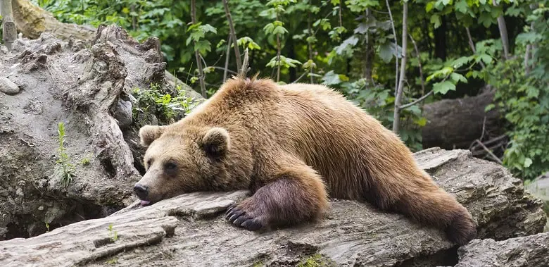 Ein brauner Bär liegt auf einem Baumstamm. Symbolbild für die 10 spannendsten Fakten über Bären.