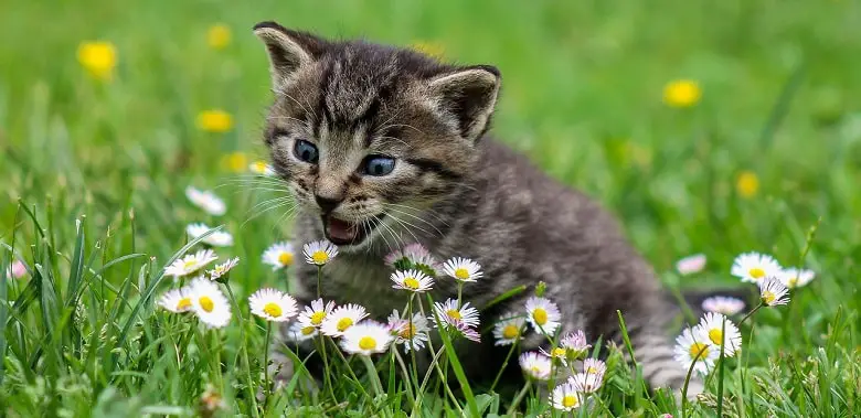 Eine kleine Katze spielt auf Rasen mit Blumen. Symbolbild für die 10 spannendsten Fakten über Katzen.