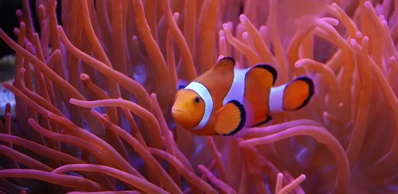 Clownfisch im Meer; Symbolbild für den Beitrag "Fische: Die interessantesten Fakten"