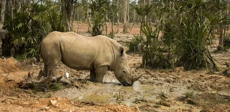 Ein Nashorn steht in einem Schlammloch. Symbolbild für die 10 interessantesten Fakten über Nashörner.