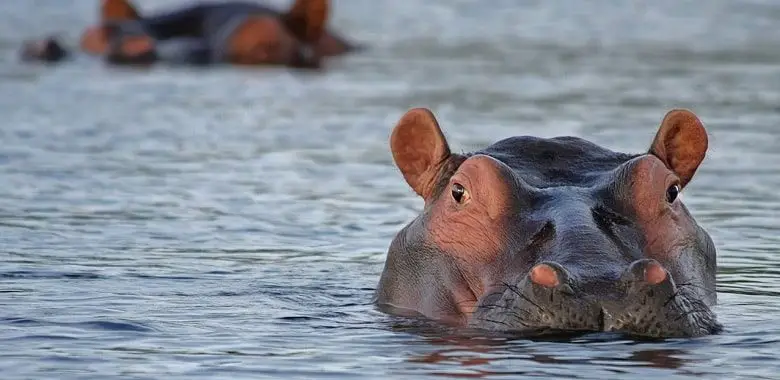 Der Kopf eines Nilpferds schaut aus dem Wasser. Symbolbild für die 10 interessantesten Fakten über Nilpferde,