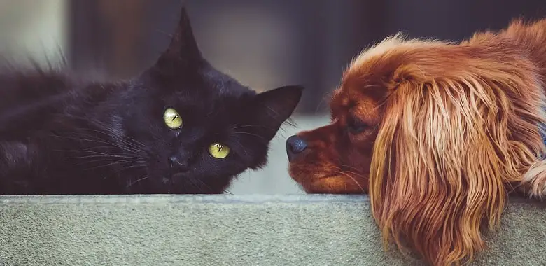 Eine schwarze Katze und ein brauner Hund liegen nebeneinander. Symbolbild für den Themenmonat über die spannendsten Fakten über die beliebtesten Tiere.