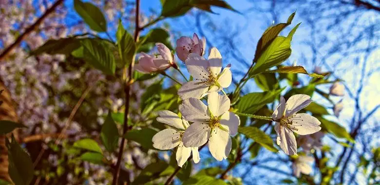 Ein blühender Ast an einem Baum. Symbolbild für den Beitrag, der die Herkunft und die Bedeutung des Monats April erklärt.