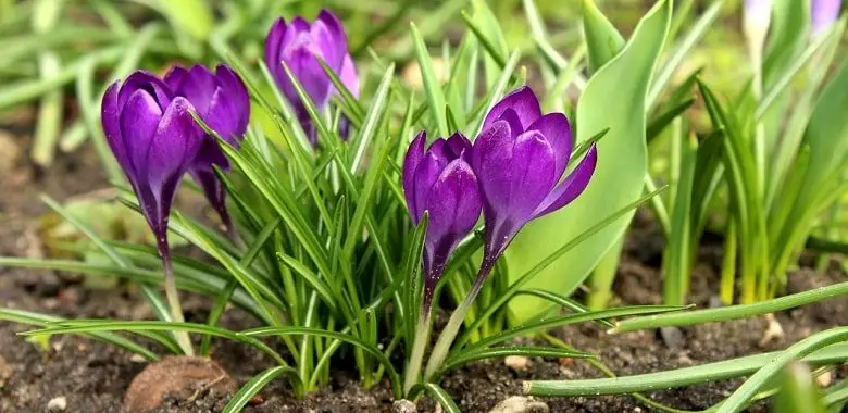 Frühblüher im März. Symbolbild für die Herkunft und Erklärung des Monatsnamens.