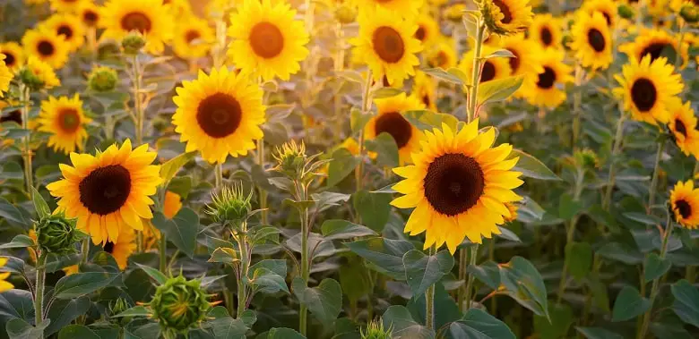 Ein Feld mit blühenden Sonnenblumen. Symbolbild für die interessantesten Fakten.
