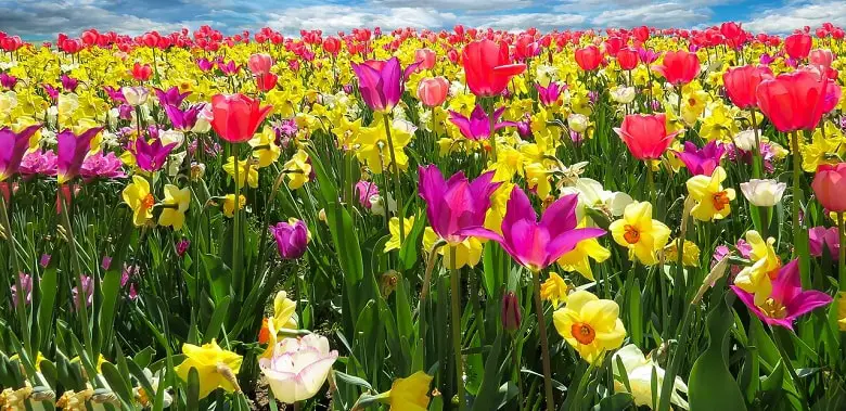 Ein Feld mit vielen blühenden bunten Blumen. Symbolbild für den Themenmonat über die interessantesten Fakten über die beliebtesten Blumen.