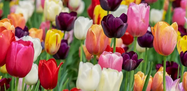 Viele bunte blühende Tulpen. Symbolbild für die interessantesten Fakten über die Tulpe.