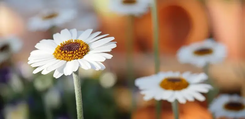 Ein blühendes Gänseblümchen. Symbolbild für die spannendsten Fakten zur Blume.