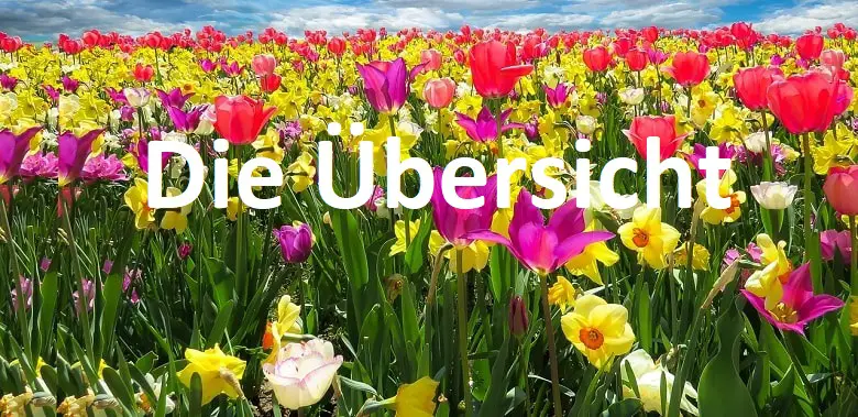 Viele bunte Blumen. Titelbild des Themenmonats zu spannenden fakten zu Blumen - Die Übersicht.