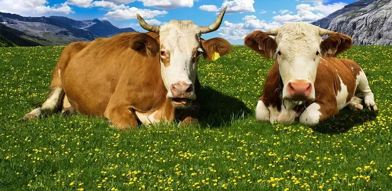 Zwei Kühe auf einer Alm. Symbolbild für die Frage, warum Kühe muhen.
