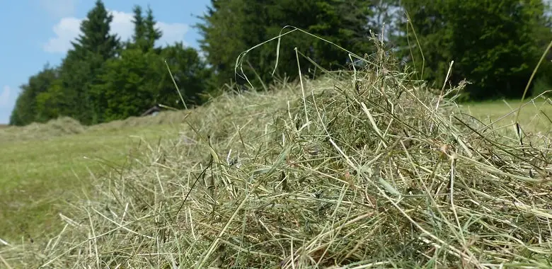 Ein Heuhaufen auf einer Wiese. Symbolbild für die Erklärung, wie man selber Heu machen kann.