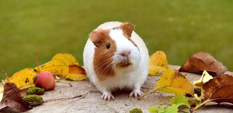 Ein Meerschweinchen auf einem Baumstamm. Symbolbild für die Erklärung, woher der Name des Meerschweinchens kommt.