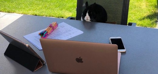 Ein Kaninchen sitzt auf einem Gartenstuhl und schaut auf einen Laptop. Symbolbild für das Thema "Lernen zuhause".