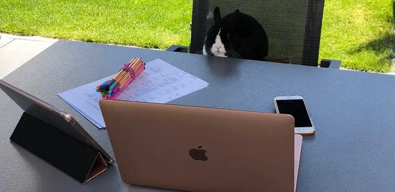 Ein Kaninchen sitzt auf einem Gartenstuhl und schaut auf einen Laptop. Symbolbild für das Thema "Lernen zuhause".
