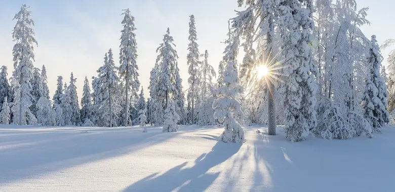 Eine verschneite Winterlandschaft. Symbolbild für den Vergleich von Pulverschnee und Backschnee (Pappschnee).