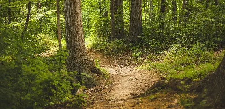 Ein Pfad führt durch einen grünen Wald. Symbolbild für die 100-Wörter-Sonntagsgeschichte "Sonntagsspaziergang".
