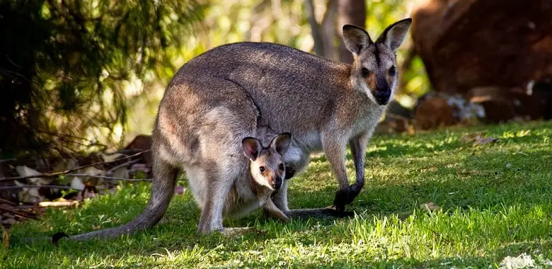 Ein Känguru mit einem Baby im Beutel. Symbolbild für den Text über den australischen Evolutionsvorteil.