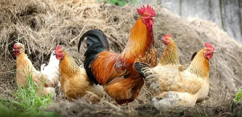 Ein Hahn und mehrere Hühner. Symbolbild für die Erklärung, warum Hähne krähen.
