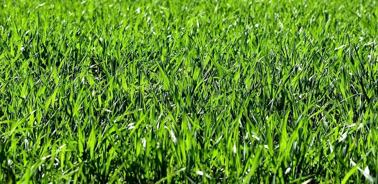 Nahaufnahme von Rasen. Symbolbild für die Erklärung, ob Gras essen gefährlich ist.