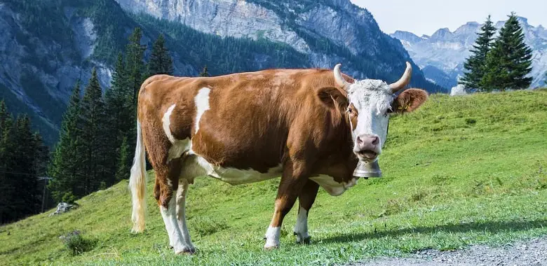 Eine Kuh auf einer Weide. Symbolbild für die Antwort auf die Frage, ob man Kühe umschubsen kann.