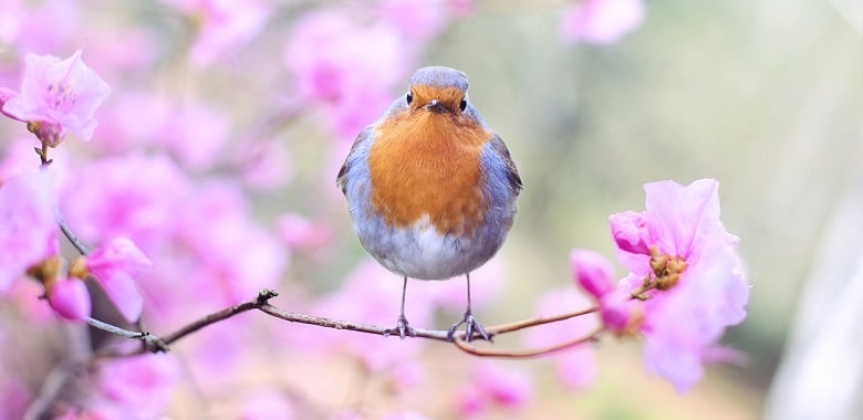Ein Vogel auf einem Ast. Symbolbild für die Erklärung, ob Vögel pupsen können.
