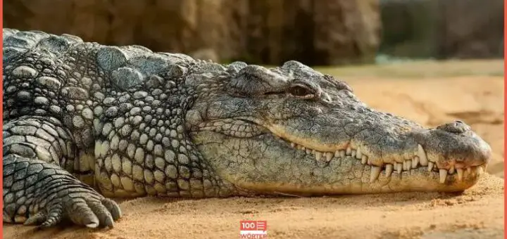 Nahaufnahme eines Krokodils. Symbolbild für die Erklärung und Herkunft der Redewendung Krodilstränen weinen.