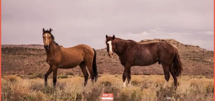 Zwei braune Pferde in de Wildnis. Symbolbild für die Erklärung und Herkunft der Redewendung Ruhig, Brauner.