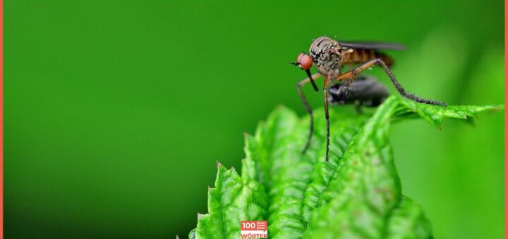 Nahaufnahme einer Mücke auf einem Blatt. Symbolbild für die Erklärung wie oft Mücken stechen.